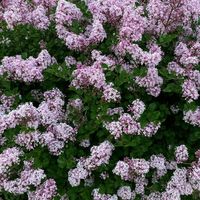 Miniaturowy Lilak Meyera PALIBIN Mocno pachnący Sadzonki w doniczkach P9