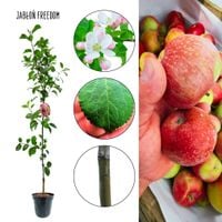 Jabłoń Freedom odporna na suszę duże plony 180-220 cm