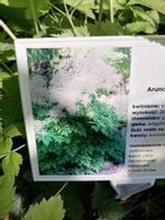 Parzydło leśne miododajna bylina pod drzewa