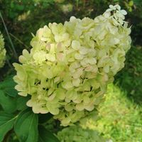 Hortensja bukietowa 'Magical Moonlight' (Hydrangea paniculata) 2.0L