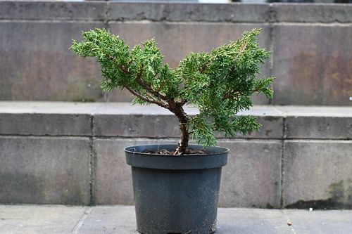 Jałowiec chiński Shimpaku - Juniperus chinensis 0036 na Arena.pl