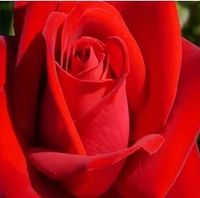 RÓŻA wielkokwiatowa jasno czerwona - sadzonki 20 / 30 cm