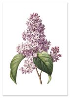 Plakat kwiat bzu vintage plakaty 29,7x42 cm A3