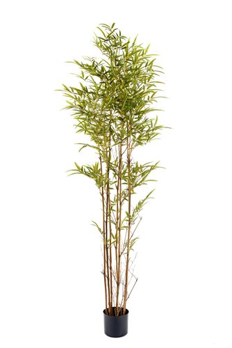 Drzewo Bambusowe 195 cm na Arena.pl