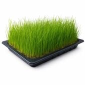 Ekologiczna trawa dla kota z trawy gazonowej – gotowa do spożycia 25x30cm