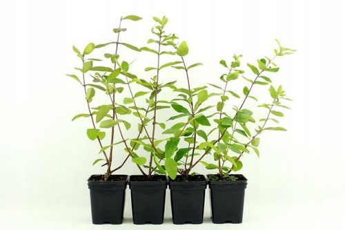 JAGODY 2 x BOREAL BEAST BOREAL BEAUTY ZESTAW 3 SZTUK 3 LETNIE na Arena.pl