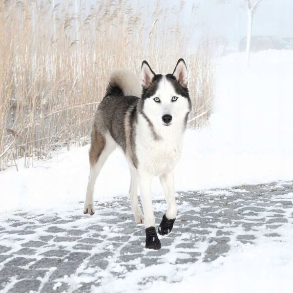 Trixie BUTY OCHRONNE Walker Active dla Psa L 2szt zdjęcie 9