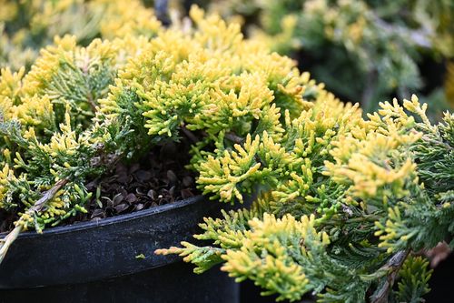 Jałowiec płożący Golden Carpet - Juniperus horizontalis na Arena.pl