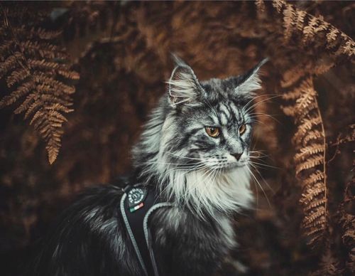 SZELKI dużego kota 38-48cm do 6kg Brytyjski TRE PONTI czarne Z ODBLASKAMI na Arena.pl