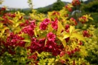 P9 KRZEWUSZKA CUDOWNA WEIGELA LOOMANSI AUREA