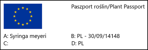 Lilak Meyera PALIBIN (Syringa) w doniczkach C2, wysokość 50-70 cm na Arena.pl