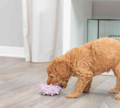 Trixie Mini koło 8cm [35612] na Arena.pl