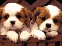 Malowanie po numerach 30x40cm Dwa pieski