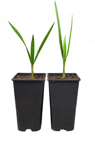 Jubaea Chilensis palma mrozoodporna 20-30cm na Arena.pl