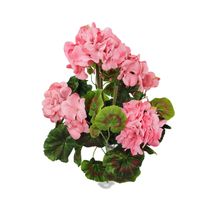 Bukiet pelargonia '1