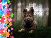 Puzzle tradycyjne Zwierzęta - Pies