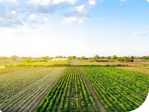 Mospilan 20SP 40g SUMI AGRO acetamipryd, stonka, mszyca, opuchlak, na Arena.pl