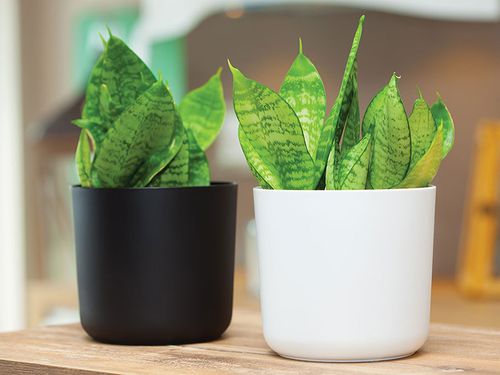 Osłonka Aruba 13 marsala na Arena.pl