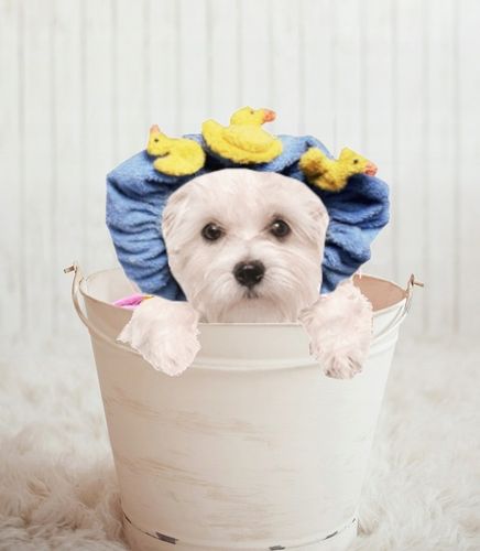 Super BENO profesionalny szampon dla maltańczyka na Arena.pl