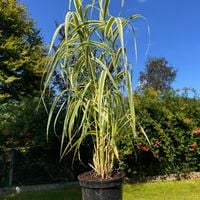 Lasecznica trzcinowata 'Variegata' Wysoka Pstra Trawa Biała (Arundo donax)