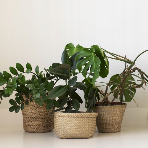 SÓL EPSOM 5kg SÓL GORZKA RZYMSKA Siarczan magnezu jakość PREMIUM na Arena.pl