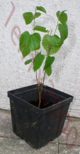 MORWA BIAŁA Alba - sadzonki w doniczkach na Arena.pl