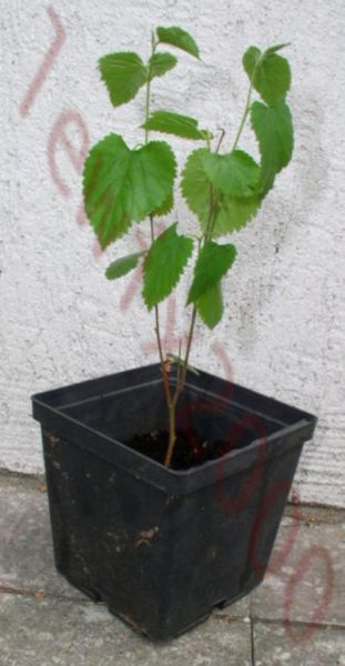 MORWA BIAŁA Alba - sadzonki w doniczkach zdjęcie 3