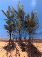 Świerk Srebrny Kłujący KAIBAB na żywopłot sadzonki 40-60 cm Szkółkowany