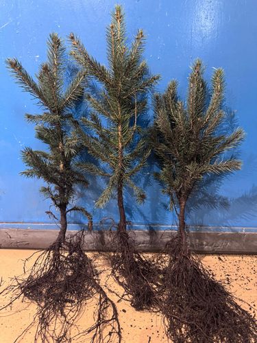 Świerk Srebrny Kłujący KAIBAB na żywopłot sadzonki 40-60 cm Szkółkowany na Arena.pl