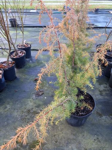 Jałowiec pospolity Kalebab na skalniak na Arena.pl