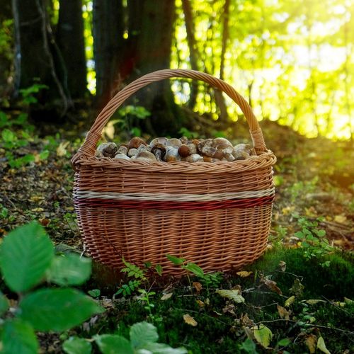 KOSZ WIKLINOWY KOSZYK NA GRZYBY ZAKUPY PIKNIK OWOCE Z WIKLINY DUŻY EKO na Arena.pl