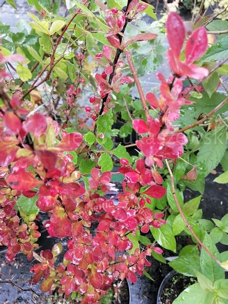 Berberys thunberga Red Rocket kolumnowy żywopłot zdjęcie 3