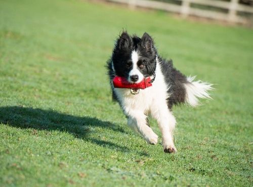 Clix Aport treningowy miękki Medium na Arena.pl