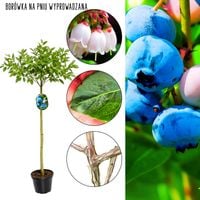 Borówka NA PNIU forma drzewkowa łatwa w uprawie 90-130 cm