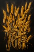 Plakat 56,6x86,4cm Złote Żniwa