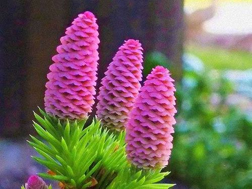 Świerk Acrocona P9 na Arena.pl