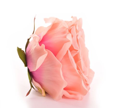 Róża główka łosoś na Arena.pl