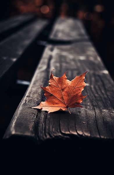 Plakat 53x81cm Pojedynczy Liść zdjęcie 1