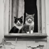 Plakat 60x60cm Para w Oknie