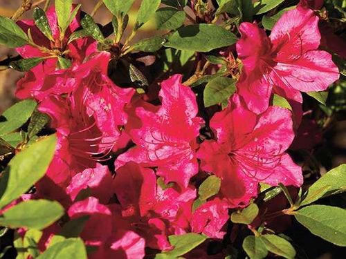 Azalia japońska Georg Arends C2 E na Arena.pl