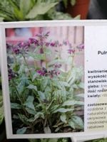 Miodunka Silver Bouquet miododajna