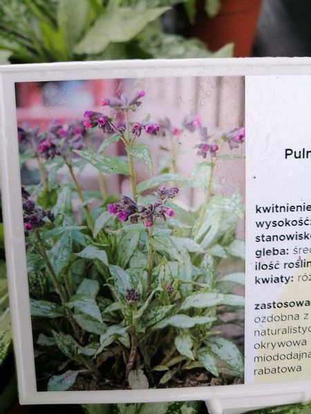 Miodunka Silver Bouquet miododajna zdjęcie 1