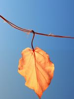 Plakat 15x20cm Ostatni Liść