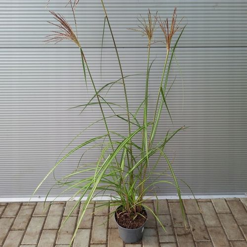 Miskant chiński MALEPARTUS Wysoki do 2m Duże sadzonki w doniczkach 3L na Arena.pl