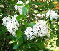 KALINA BURKWOODA - sadzonki w doniczkach !