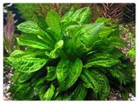 Echinodorus Parviflorus Tropica (Żabienica) koszyk