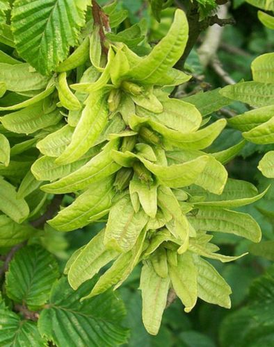 GRAB POSPOLITY Carpinus betulus - NASIONA 1500 sztuk - 100g. na Arena.pl