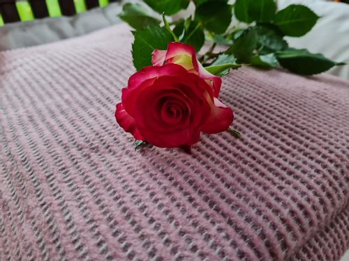 Koc narzuta AMBER 70x160 Design91 pudrowy na Arena.pl