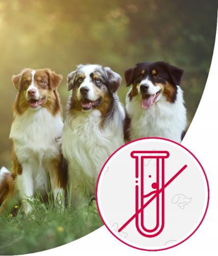 Karma dla Psa Mięso Mrożone Wołowe Bez Kości Surowe Świeże AS 10 kg BARF na Arena.pl