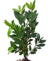 Laurowiśnia Caucasica sadzonki 60-80 cm na żywopłot zimozielony cały rok